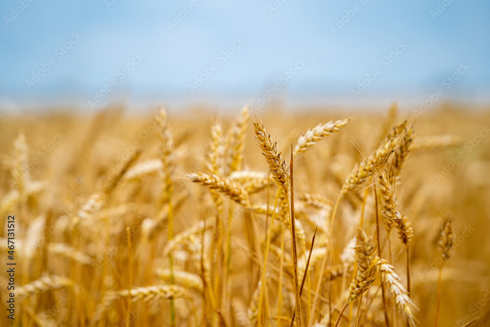 Wheat field. Colorful field of yellow spikelets with blue sky at the background. Farming gold wheat field industry. Landscapes of yellow wheat flour