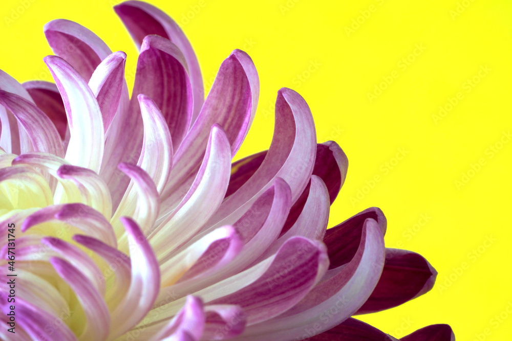 Macro Close up Purple Chrysanthemum Flower