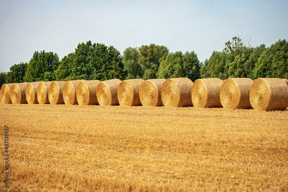 Row of golden hay bales in a sunny summer day with green trees on background, Padan Plain or Po valley, Lombardy, Italy, southern Europe.