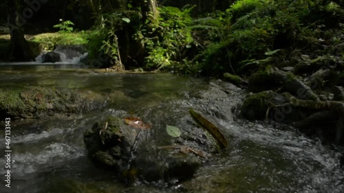 Close up water stream flowing over the mossy rocks through greenery plants under the shade of the trees in tropical forest. Beauty in nature. Freshness creek in the jungle. Thailand.