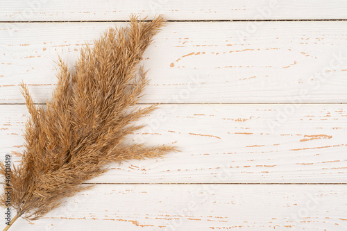 Flat lay of pampas grass on white table background. Minimal concept.