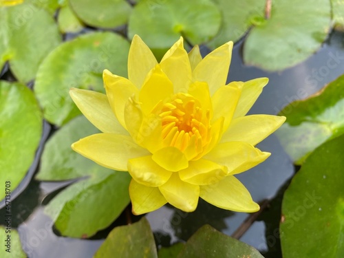 Nymphaea mexicana is a species of aquatic plant that is native to the Southern United States and Mexico. Common names include yellow waterlily  Mexican waterlily