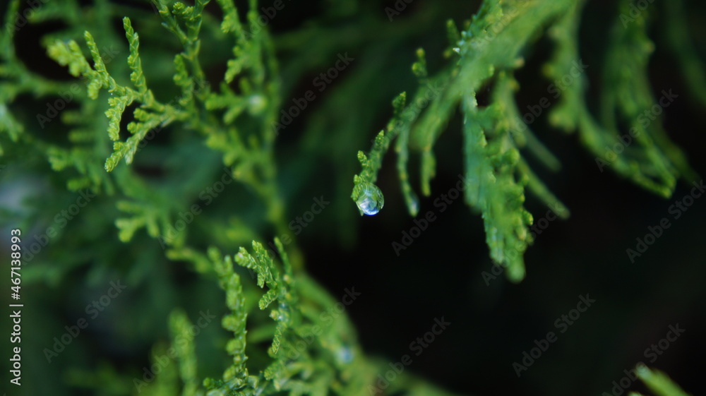 Nature after the rain. Rain drops. Leaves with rain drops Nature after the rain. Rain drops. Leaves with rain drops