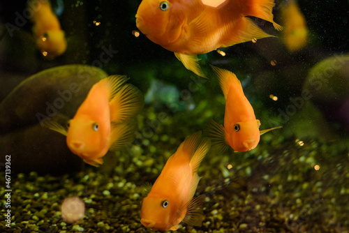 Golden fishes in a freshwater aquarium.