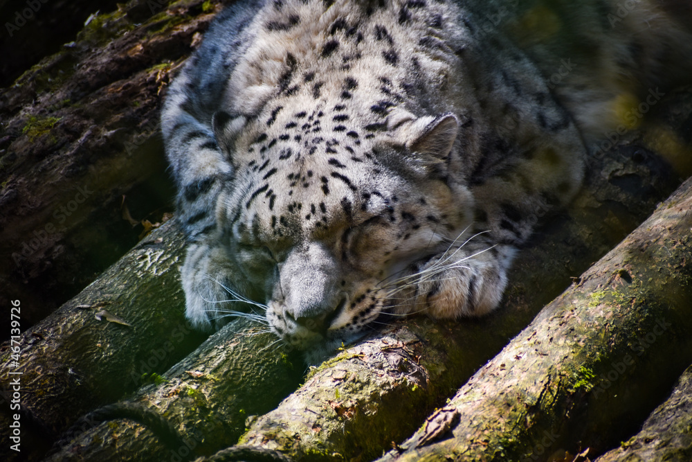 Obraz premium Snow leopard
