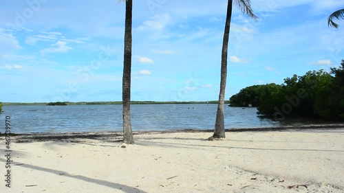 Palm trees in the wind