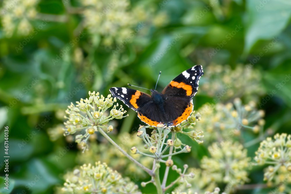 Red admiral butterfly (Vanessa Atalanta) with open wings perched on hedge (hedera helix) in Zurich, Switzerland Red admiral butterfly (Vanessa Atalanta) with open wings perched on hedge (hedera helix) in Zurich, Switzerland