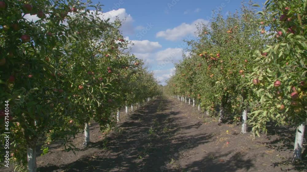 Apple orchard perspective
