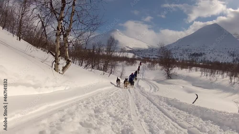 Dog sledding in Lofoten Islands, Northern Norway Dog sledding in Lofoten Islands, Northern Norway