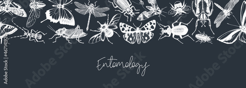 Hand-sketched insect banner template. Hand drawn beetles, bugs, butterflies, dragonfly, cicada, moths, bee illustrations in vintage style. Entomological frame vector design on chalkboard