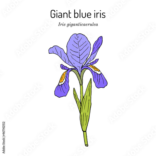 Giant blue iris iris giganticaerulea , state wildflower of Louisiana