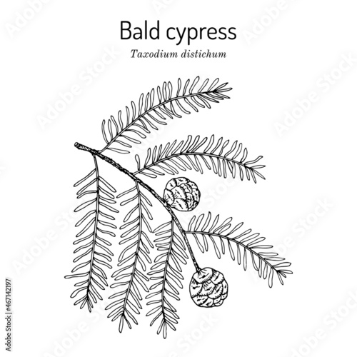 Bald cypress Taxodium distichum , state tree of Louisiana