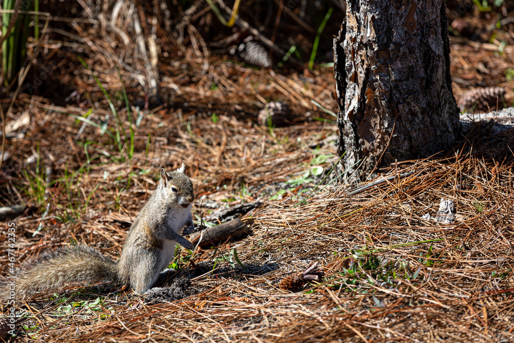 Obraz premium Squirrel on pine needles standing on hind legs