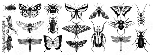 Leinwand Poster Hand-sketched insects collection