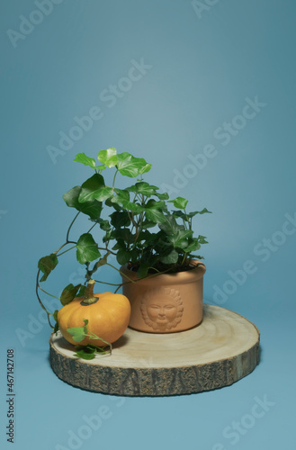 Decorative pumpkin and a potted plant. On a wooden stand, on a tblue background photo