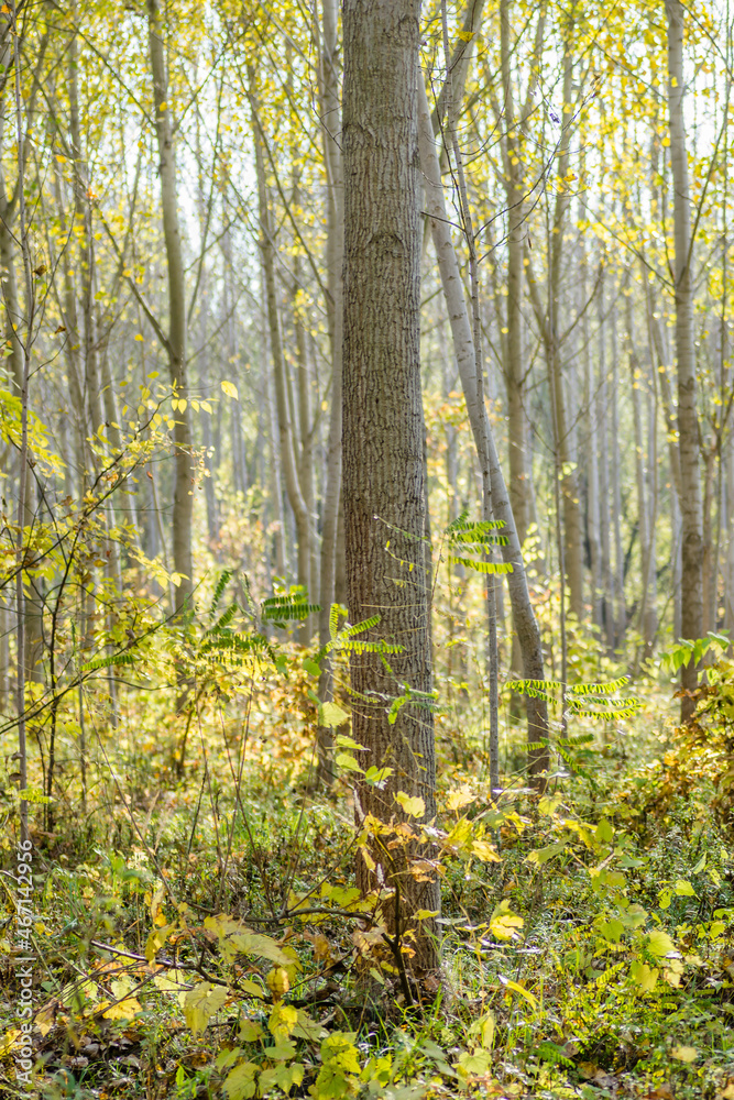 Young Topola Forest along the Danube River in the autumn part of the year. Young Topola Forest along the Danube River in the autumn part of the year.