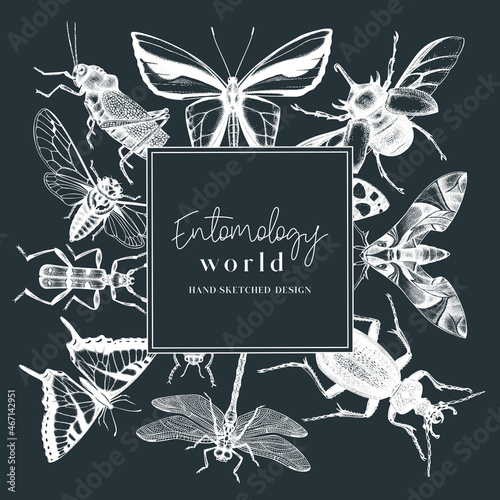 Hand-sketched insect wreath template. Hand drawn beetles, bugs, butterflies, dragonfly, cicada, moths, bee illustrations in vintage style. Entomological frame vector  design.