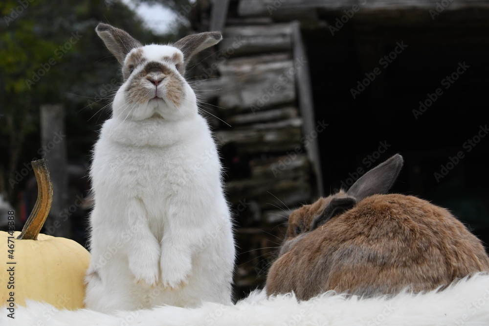 Cute white and tan domestic bunny rabbits sitting up looking around Cute white and tan domestic bunny rabbits sitting up looking around
