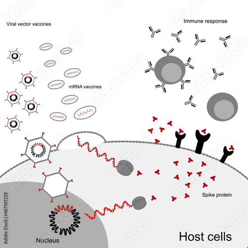 The comparison of 2 pathway of vaccination that contain mRNA vaccines and viral vector vaccines