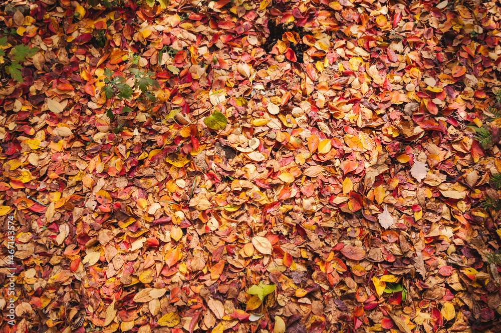 autumn autumn