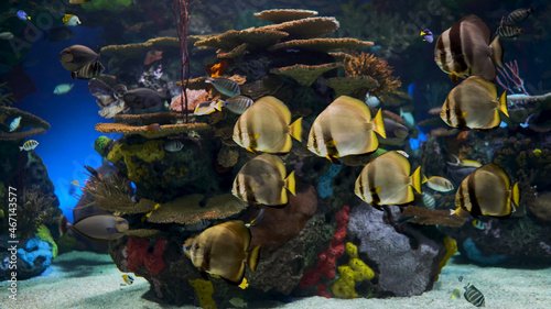 aquarium beautiful fish 4k quality © Vassilyi