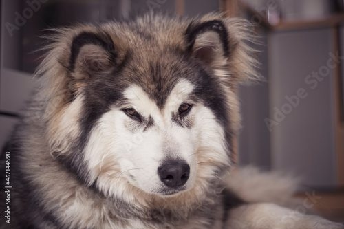 Lazy Malamute puppy chilling indoors. Sleepy look in the eyes of a dog. Funny and fluffy young male mammal. Selective focus on the snout of the animal, blurred background.