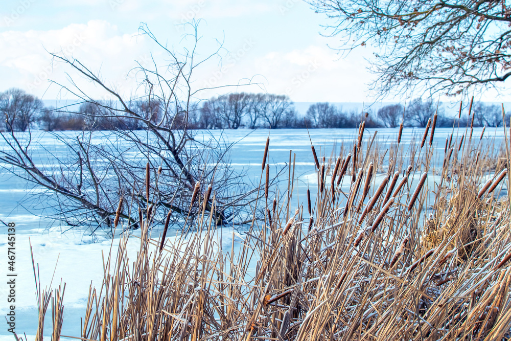 Reed thickets on the shore river in winter, ice covered river Reed thickets on the shore river in winter, ice covered river