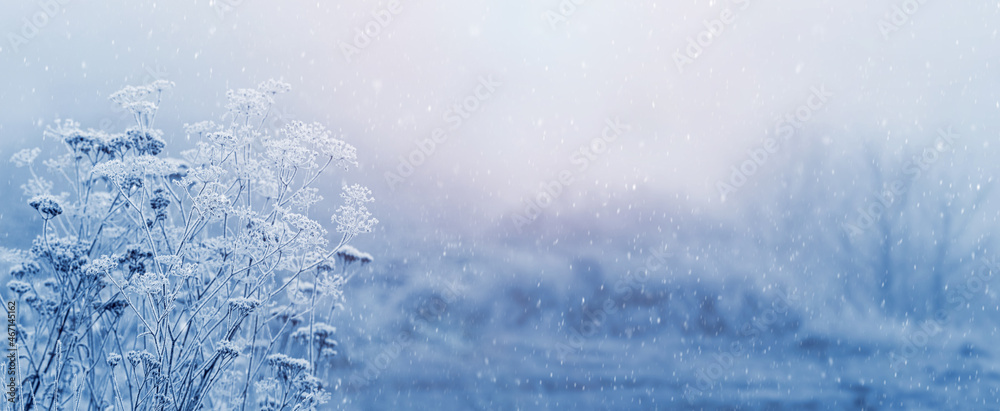 Christmas and New Year background with covered snow and frost plants in the forest in the morning during a snowfall