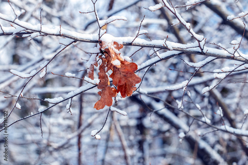 Snow-covered dry oak leaves in the forest on a background of trees