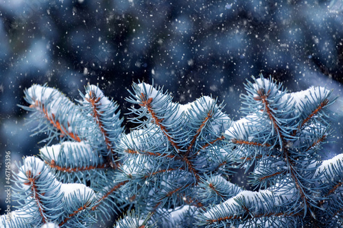 Snow-covered spruce branch during snowfall, New Year's winter background