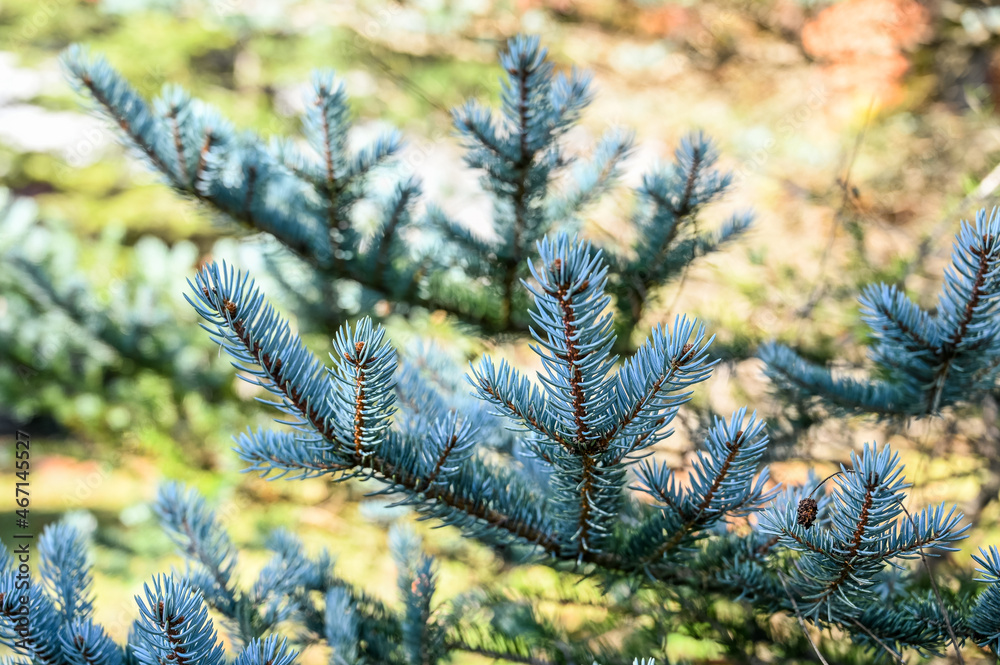 Close up spruce tree needles