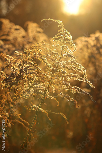 Jesienna łąka z uschniętymi kwiatami w promieniach zachodzącego słońca