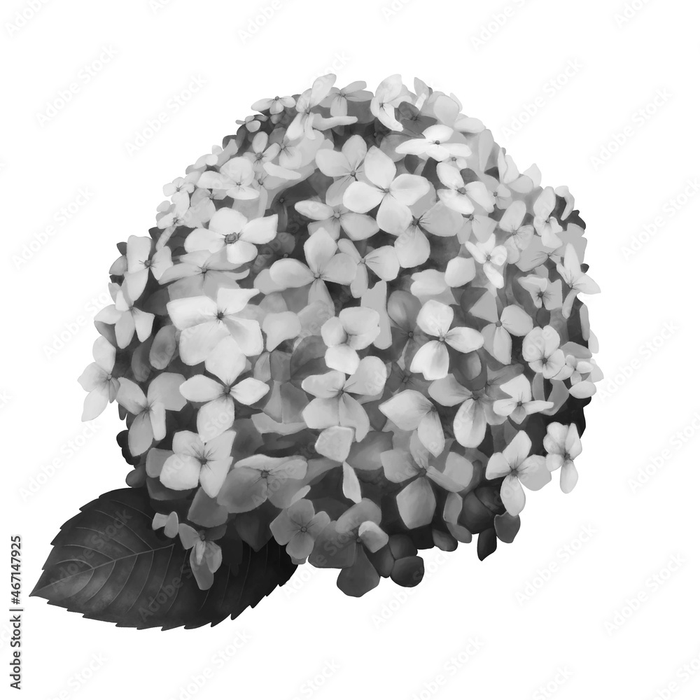 モノクロの紫陽花 線画なし Stock Illustration Adobe Stock