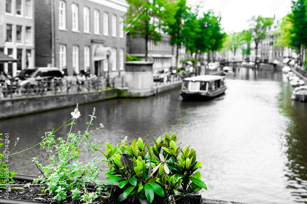 Amsterdam city trees , dual chrome, during autumn 