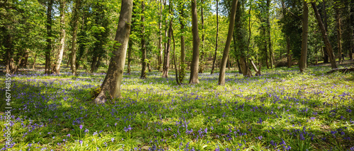 Bluebells in Panorama