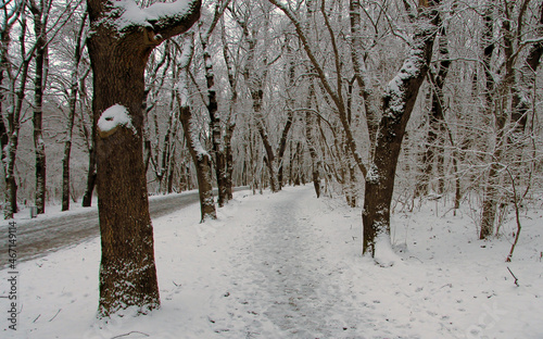 Snowy winter road and trees in the winter park outdoor