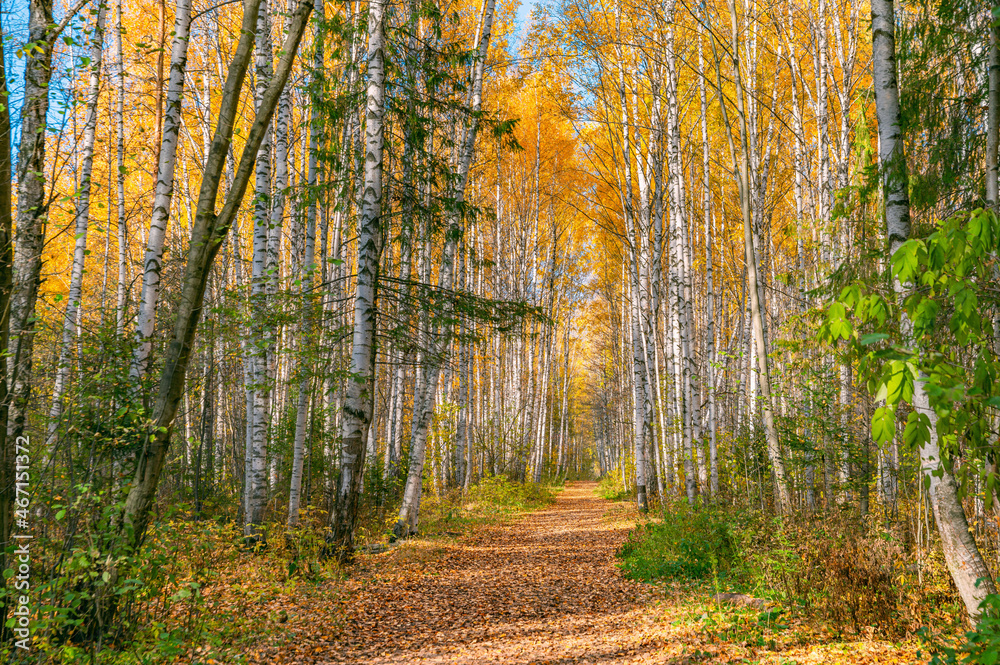 Obraz premium Bright saturated colors of the autumn forest, birch alley in the city park.