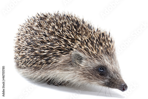 Hedgehog isolate on white background..