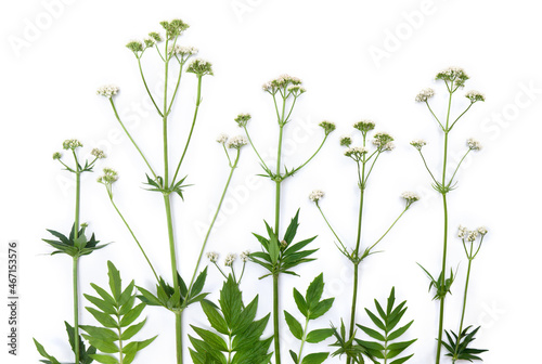 Flowers  leaves Valerian   Valeriana officinalis   on white background. Top view  flat lay. Other names  garden valerian  garden heliotrope and all-heal