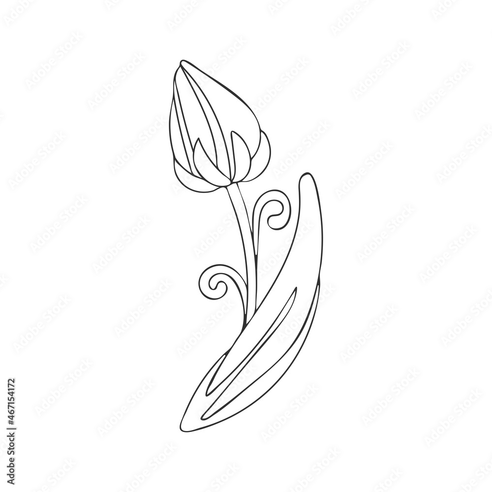 A branch with a bud and leaves of a blooming flower. Line sketch of a garden plant. Hand drawn vector illustration in doodle style.