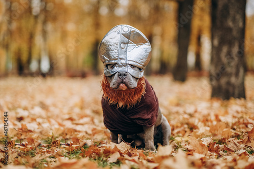 A dog in a Viking costume. American Bully in a Scandinavian Viking costume.