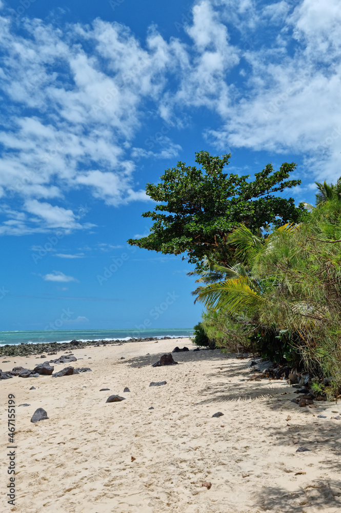 Beautiful deserted beach with vegetation in the foreground, in a blue sky day Beautiful deserted beach with vegetation in the foreground, in a blue sky day