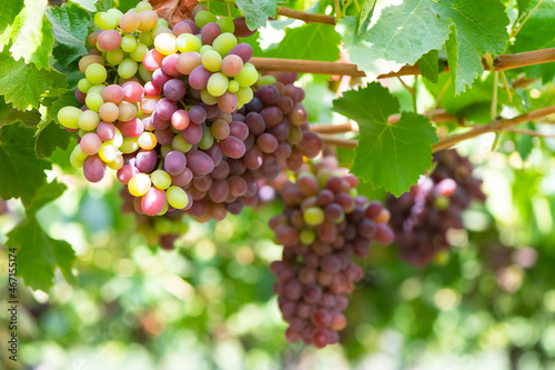 Wallpaper Mural Close-up detail of grapes at a vineyard at Colchagua valley in Chile Torontodigital.ca