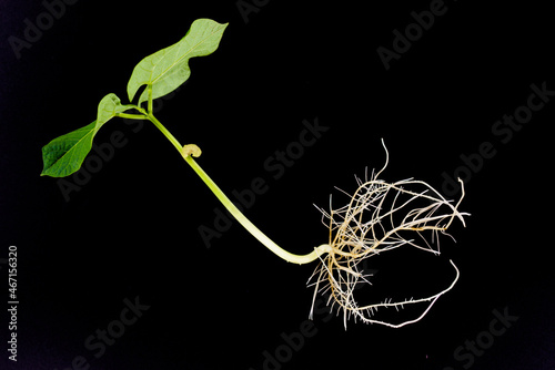 Plant with green leaves and roots on a black background