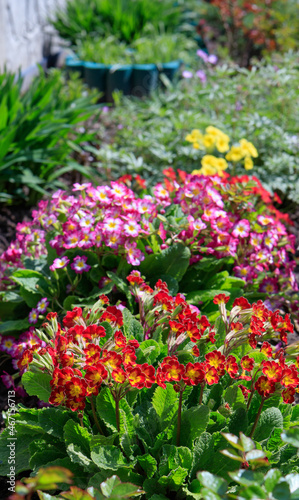 Colorful primroses in the garden on a sunny morning, selective focus. Polyanthus primrose (Primula elatior) of the 'Victoriana Gold Lace Red' and 'SuperNova Rose Bicolor' varieties