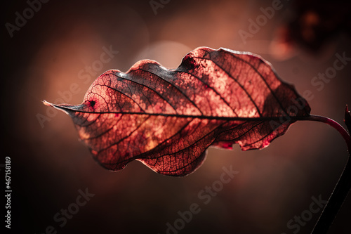 Makroaufnahme eines rote gefärbten Herbstblattes	