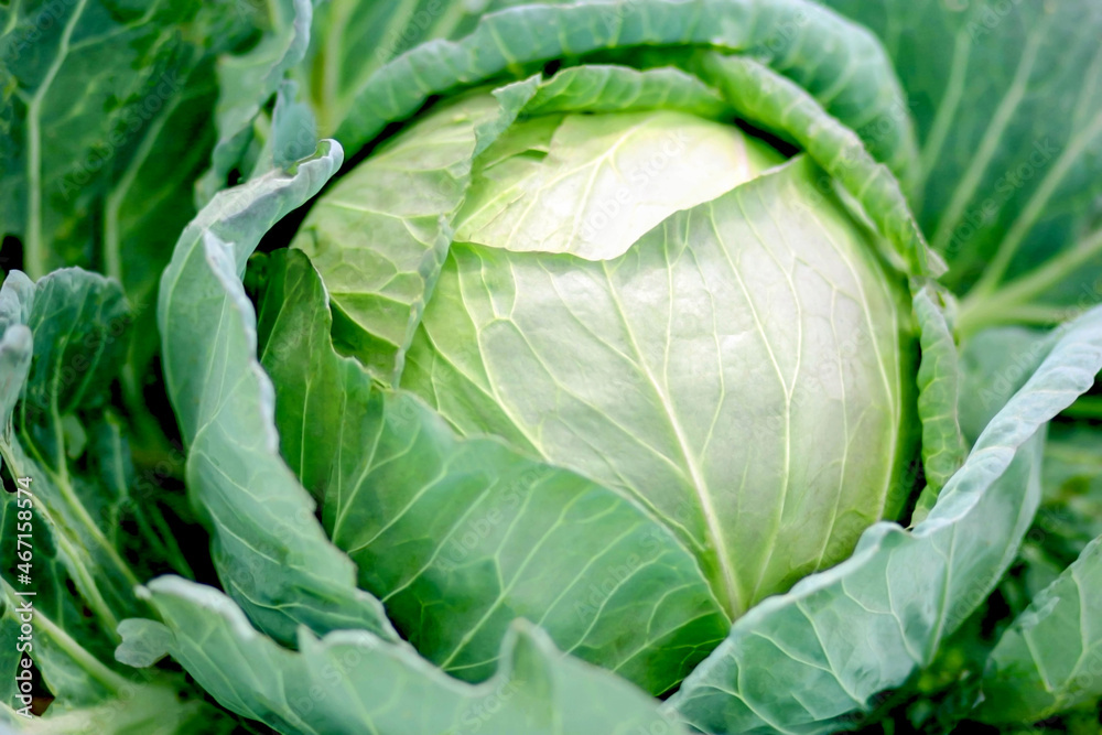 Close Up of Fresh Green Cabbage growing in Vegetable Garden Close Up of Fresh Green Cabbage growing in Vegetable Garden