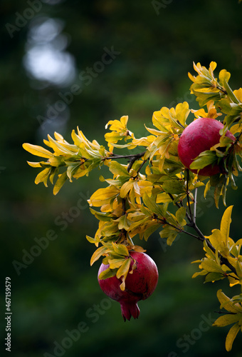 Autumn fruits - ripe pomegranate on a branch