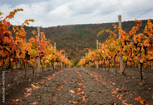 Colorful rows of vineyards in autumn