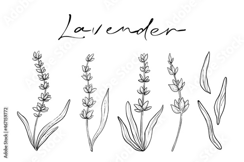 Set of lavender stems, hand drawn monochrome vector illustration